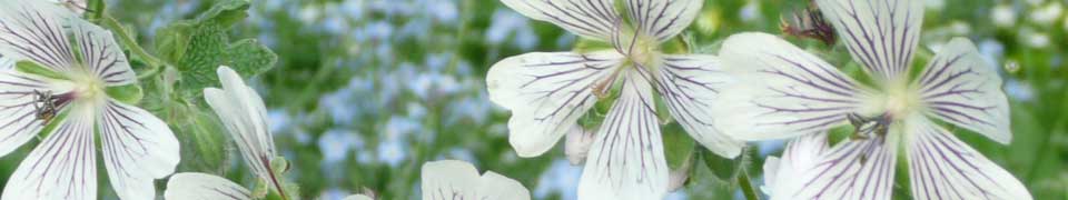 bluetenfuelle-im-garten-mit-staudenpflanzungen