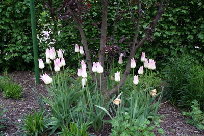 individuelle-gaerten-gartenplanungen