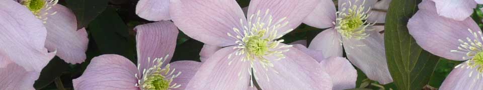 blueten-und duftpflanzen- in-der-gartengestaltung