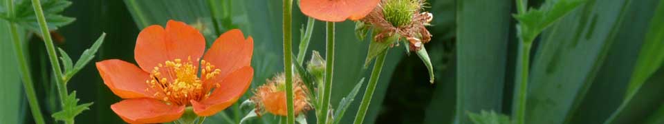 bluehende-gartenraeume-in-der-gartenarchitektur